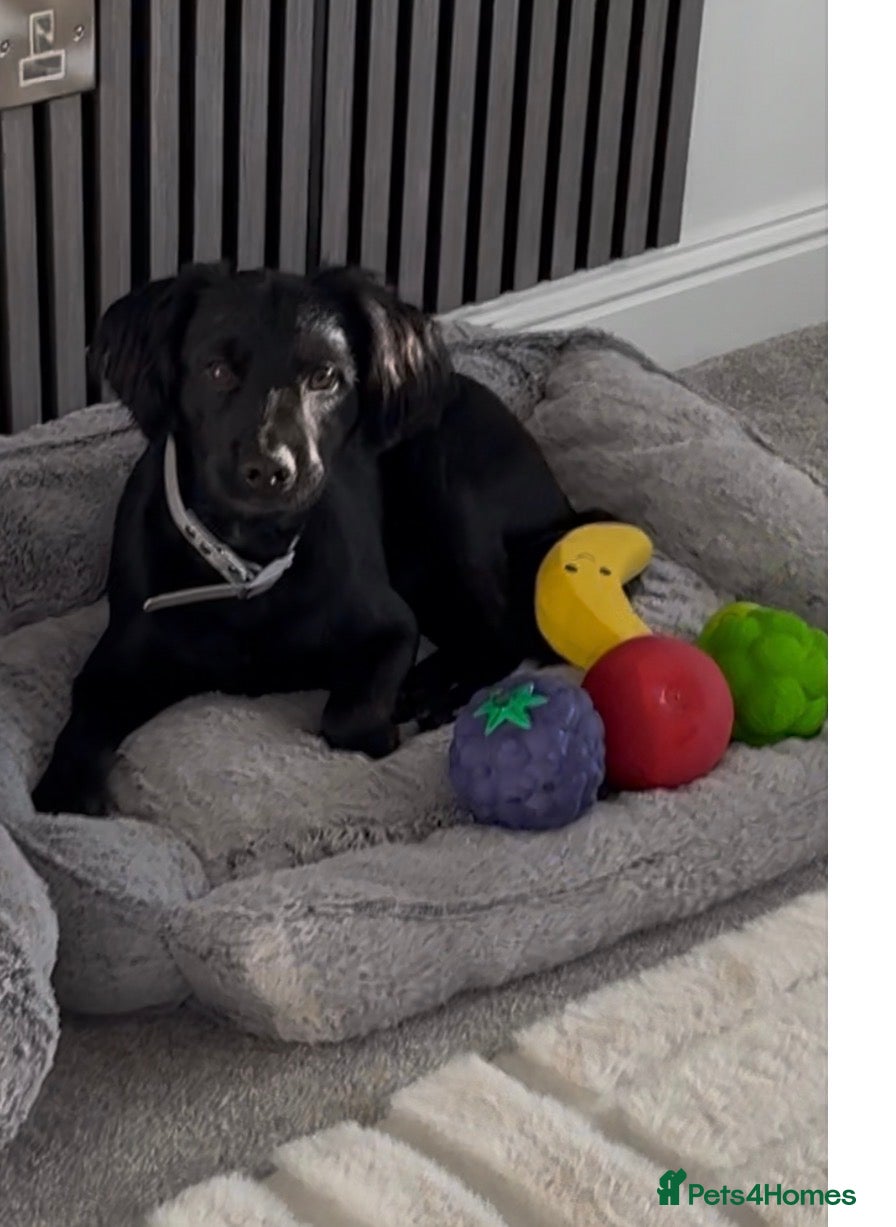 Mixed Breed dogs Teddy  - Advert 1