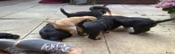 Labradoodle dogs for sale: Toy Labradoodle  - Advert 21