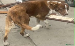 Border Collie dogs for sale: Beautiful border collie puppy  - Advert 3