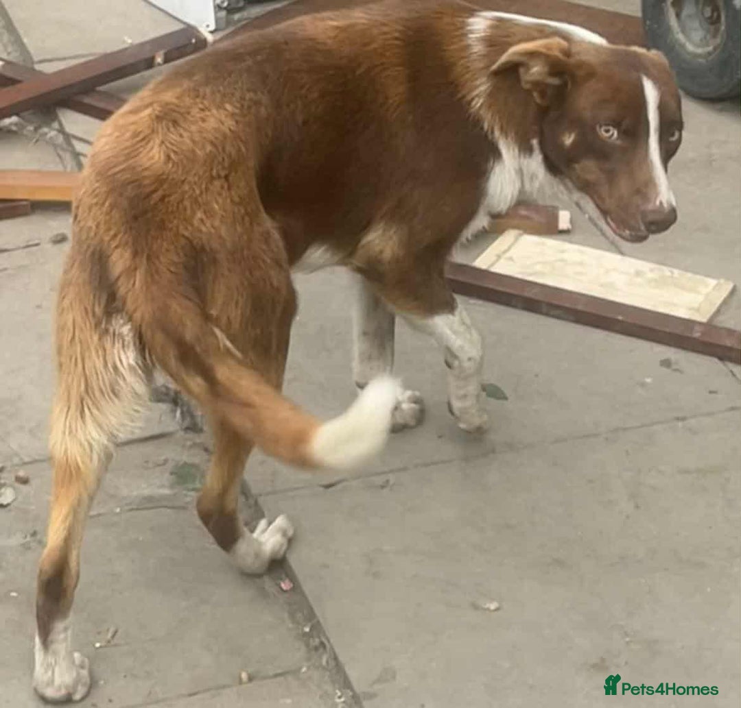 Border Collie dogs for sale: Beautiful border collie puppy  - Advert 3