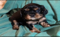 Cavalier King Charles Spaniel dogs for sale: Beautiful Cavalier Puppies - Fully health tested  - Image 23