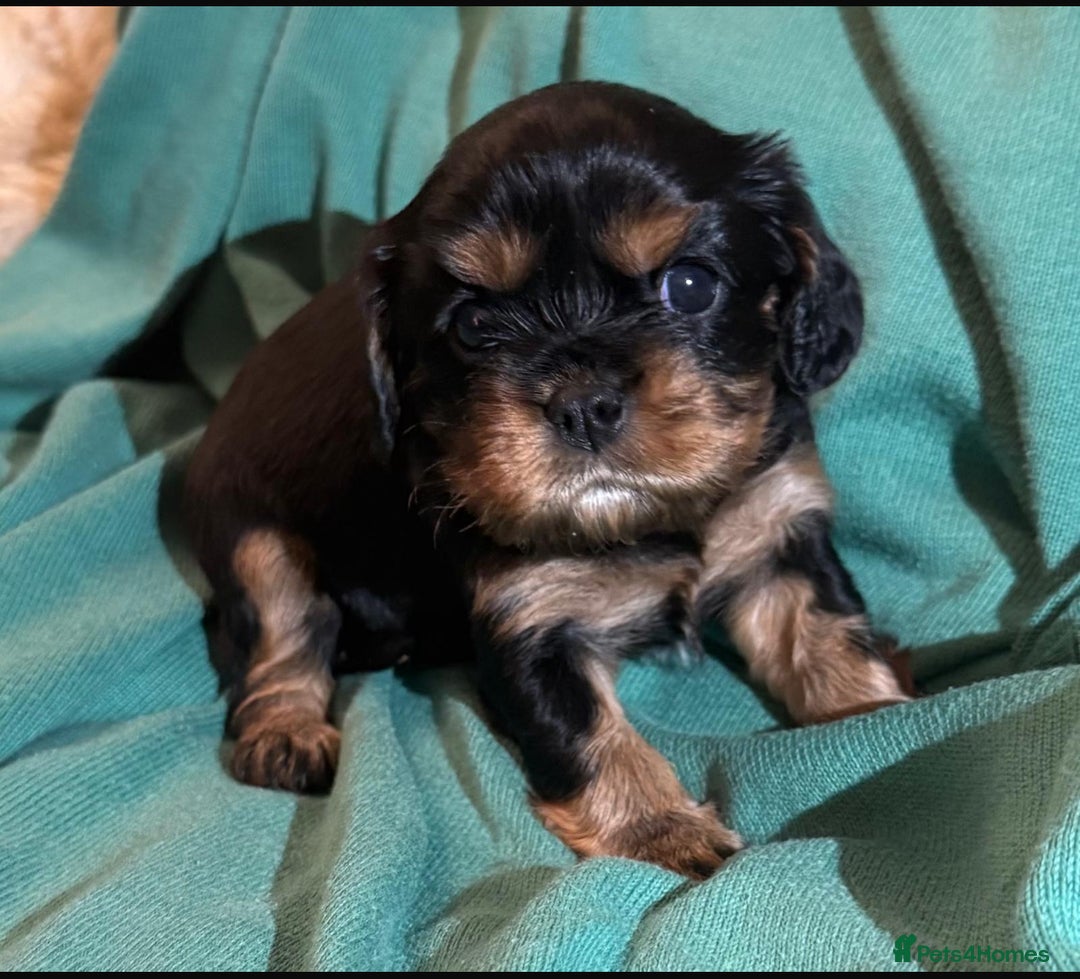 Cavalier King Charles Spaniel dogs for sale: Beautiful Cavalier Puppies - Fully health tested  - Image 23