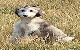 Afghan Hound dogs for sale: Three fabulous male Afghan hound puppies  - Image 3