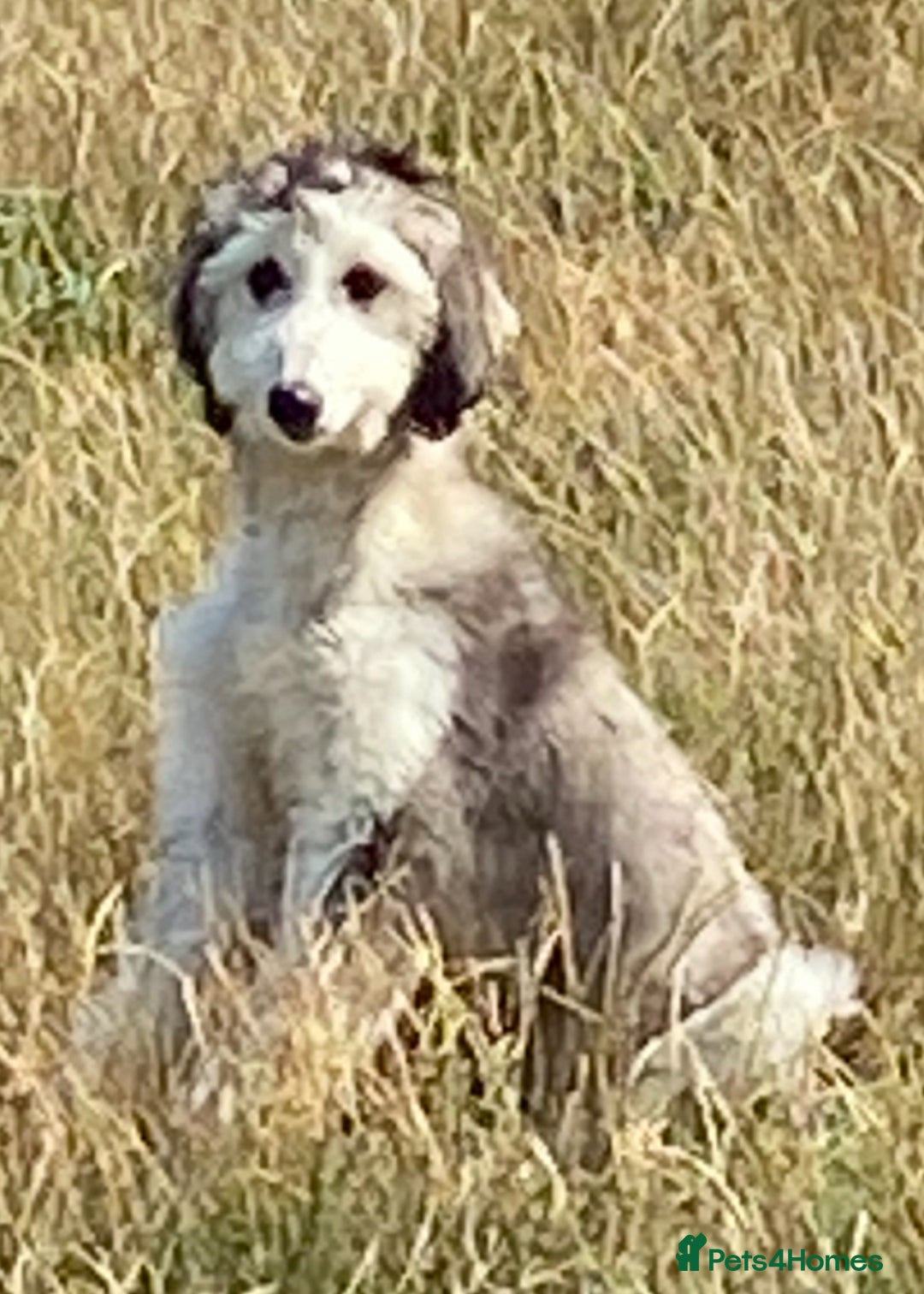 Afghan Hound dogs for sale: Three fabulous male Afghan hound puppies  - Image 3