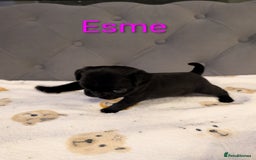 Pug dogs for sale: Pug Puppies - Image 1
