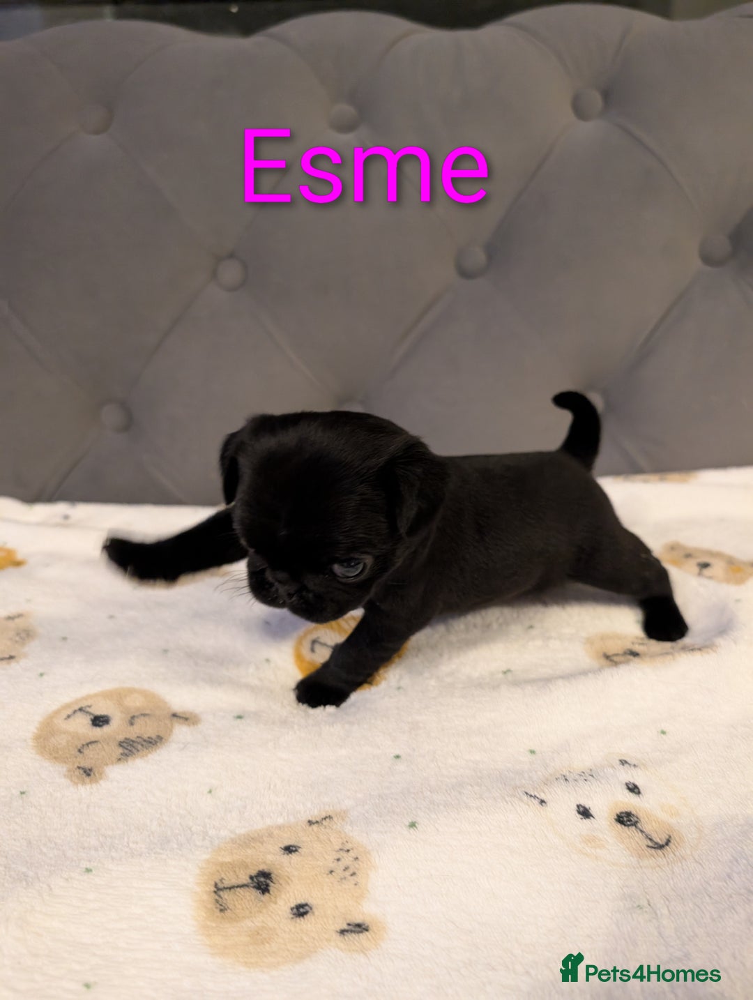 Pug dogs for sale: Pug Puppies - Image 1
