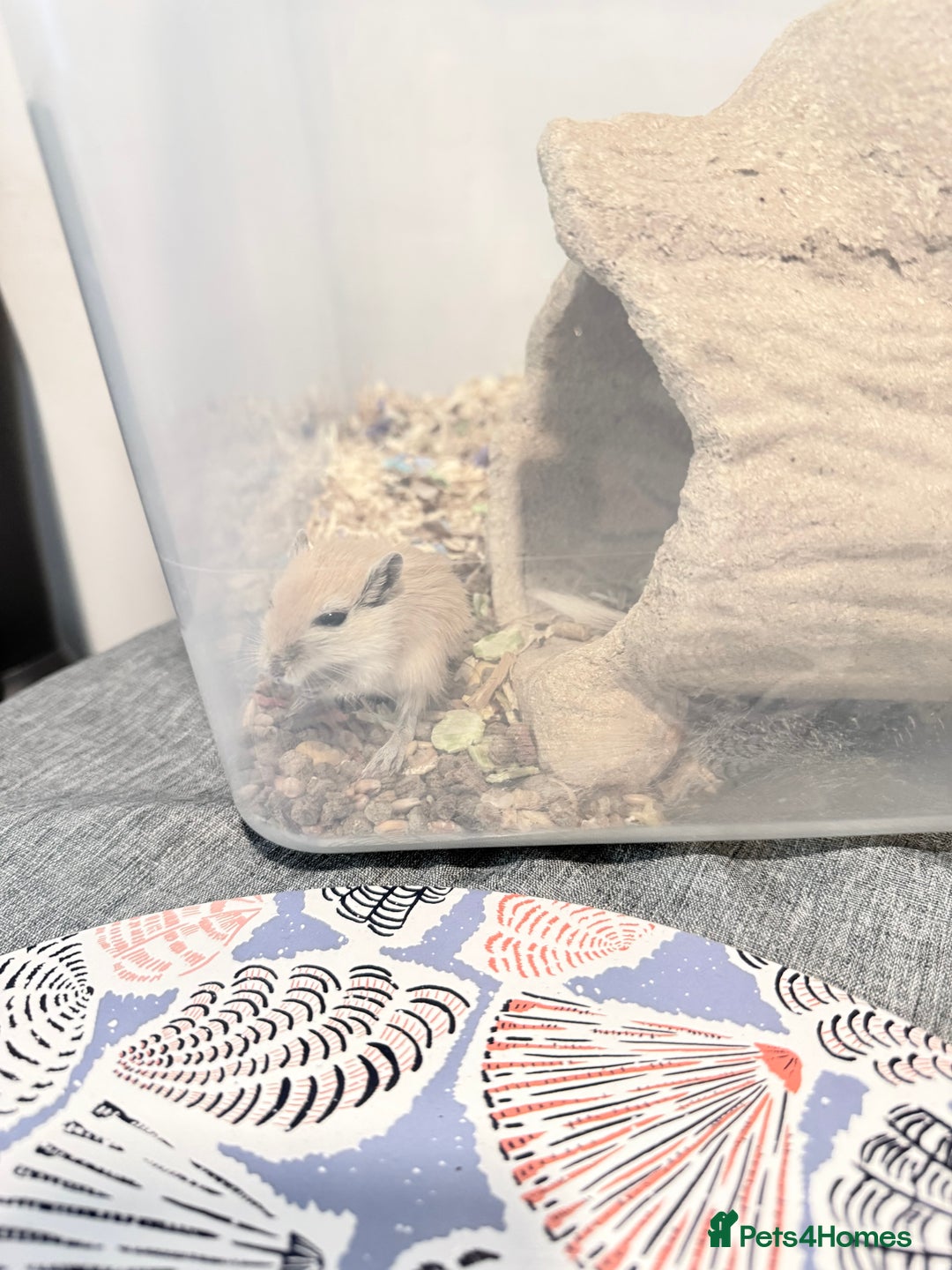 Gerbil rodents for sale: Baby gerbils  - Image 5