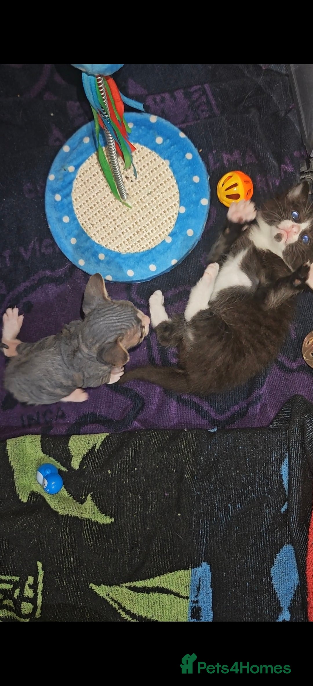 Mixed Breed cats for sale: Beautiful kittens  - Advert 5