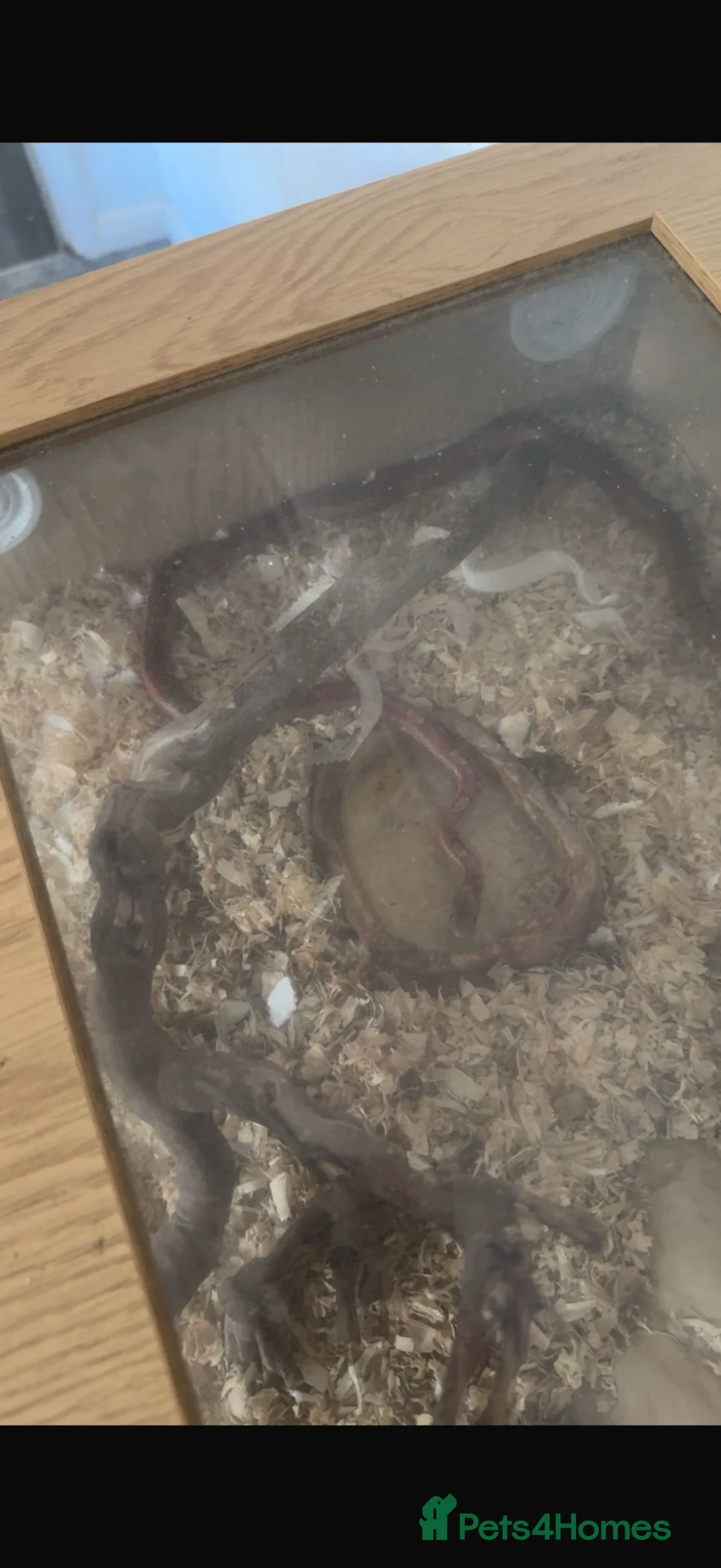 Corn Snake reptiles for sale: Corn snake - Advert 2