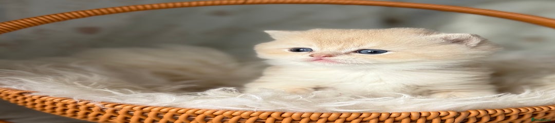 British Shorthair Kitten 3