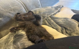 Mixed Breed cats for sale: 5 beautiful mix bread ragdoll fluffy kittens  - Image 4