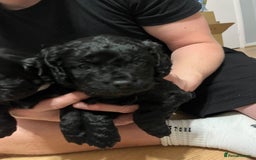 Mixed Breed dogs for sale: Pugcockapoo - Image 4