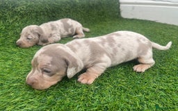 Miniature Dachshund dogs for sale: STUNNING KC REG MINIATURE DAPPLE DACHSHUNDS  - Image 1