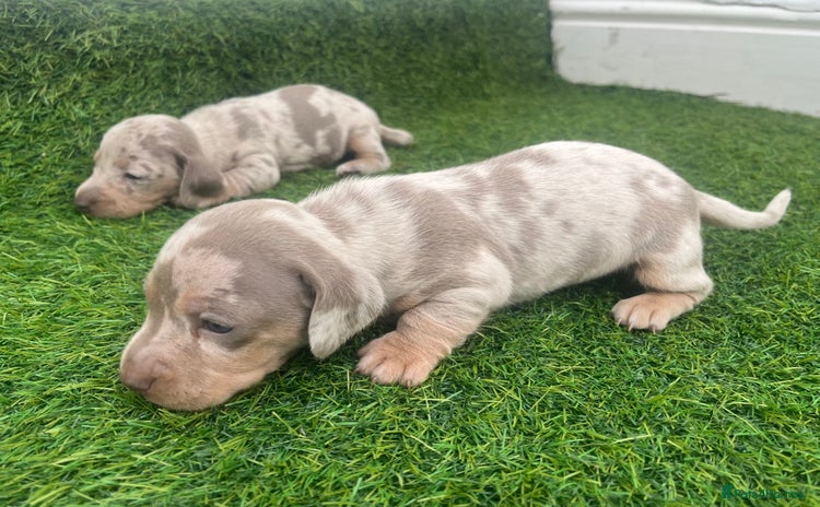 Miniature Dachshund dogs - Advert 3