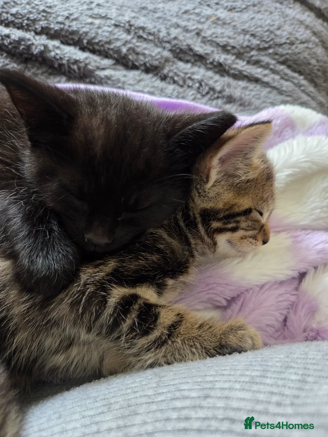 Mixed Breed cats for sale: 2 male kittens ready for their forever home. - Advert 2