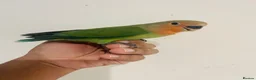 Lovebirds birds for sale: Hand reared lovebirds for sale  - Advert 7