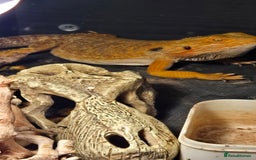 Bearded Dragon reptiles for sale: Male breaded dragon 1 year old - Image 9