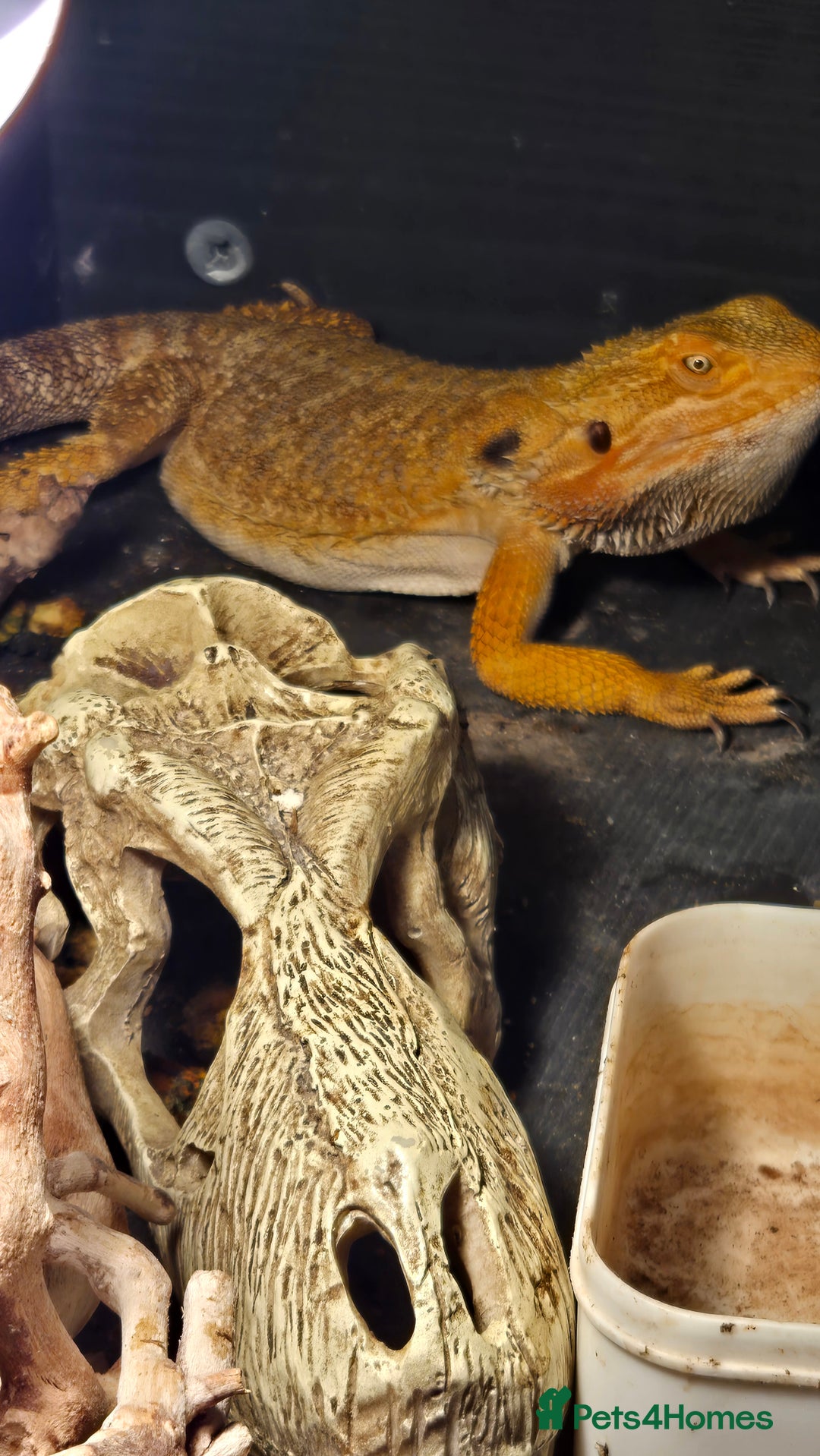 Bearded Dragon reptiles for sale: Male breaded dragon 1 year old - Image 9