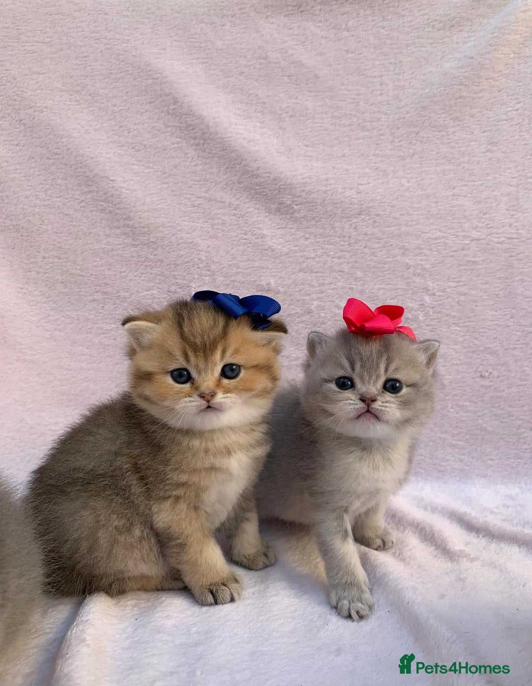 British Shorthair cats for sale: 💕 Pedigree GCCF blue golden British shorthair - Advert 10