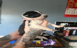 Border Collie dogs for sale: Border collie puppies - Image 10