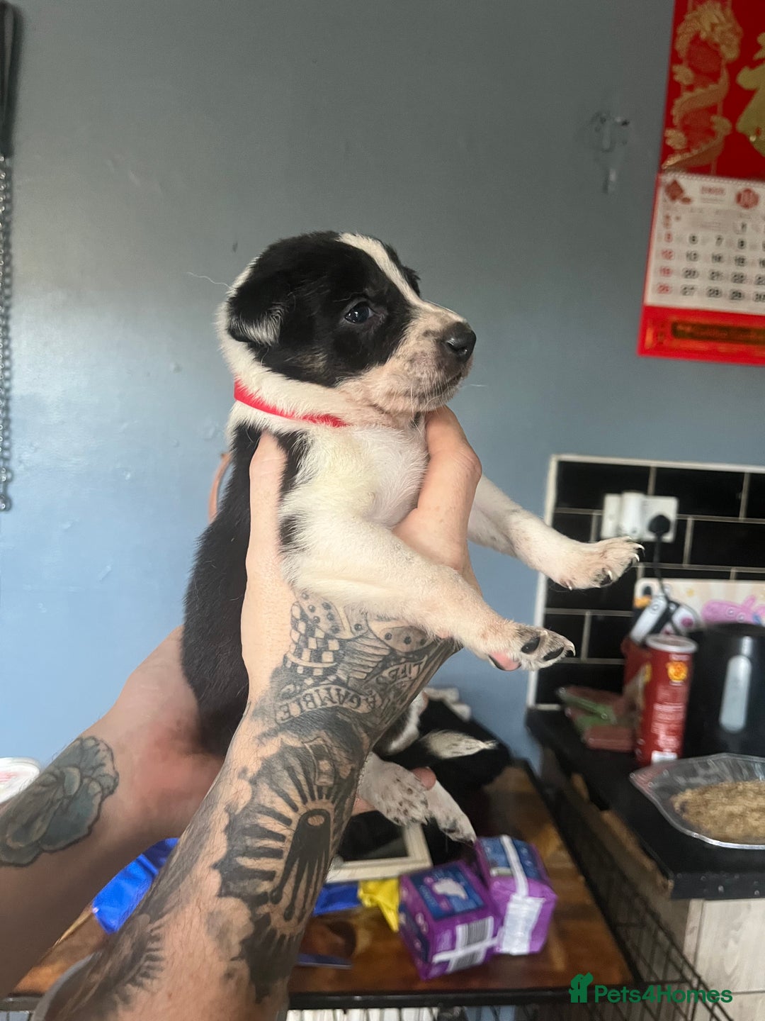 Border Collie dogs for sale: Border collie puppies - Image 10