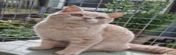 British Shorthair cats for sale: Cream colour British shorthair  in Newport - Advert 3