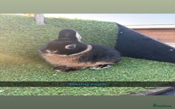 Netherland Dwarf rabbits for sale: Pure Netherland dwarfs  - Image 6