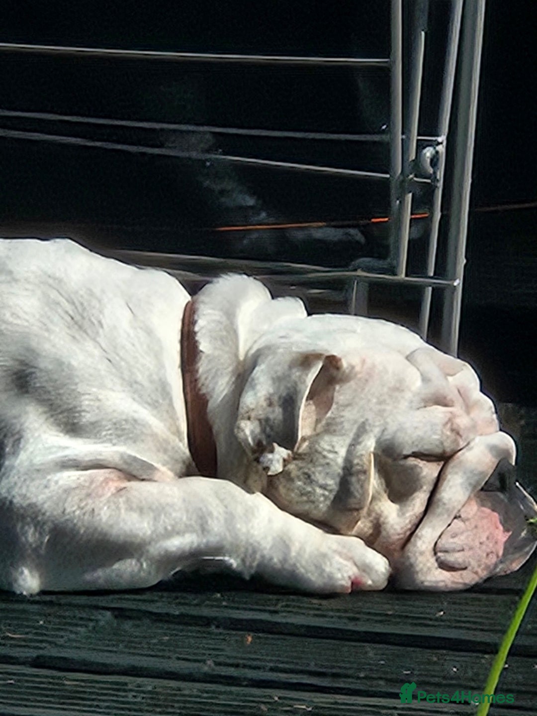 English Bulldog dogs for sale: Kc registered English bulldog - Image 5