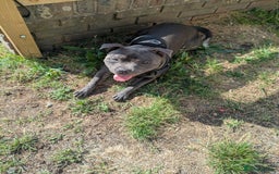 Staffordshire Bull Terrier dogs for sale: Blue staff for sale  - Image 30