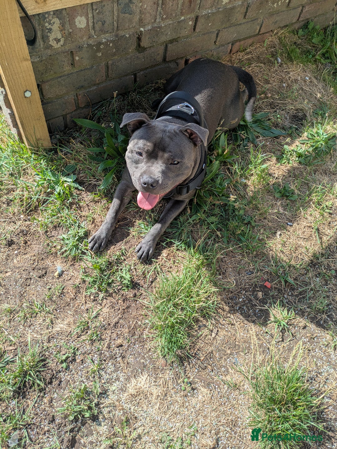 Staffordshire Bull Terrier dogs for sale: Blue staff for sale  - Image 30