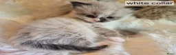 Ragdoll cats for sale: 3 beautiful fluffy ragdoll kittens - Advert 27