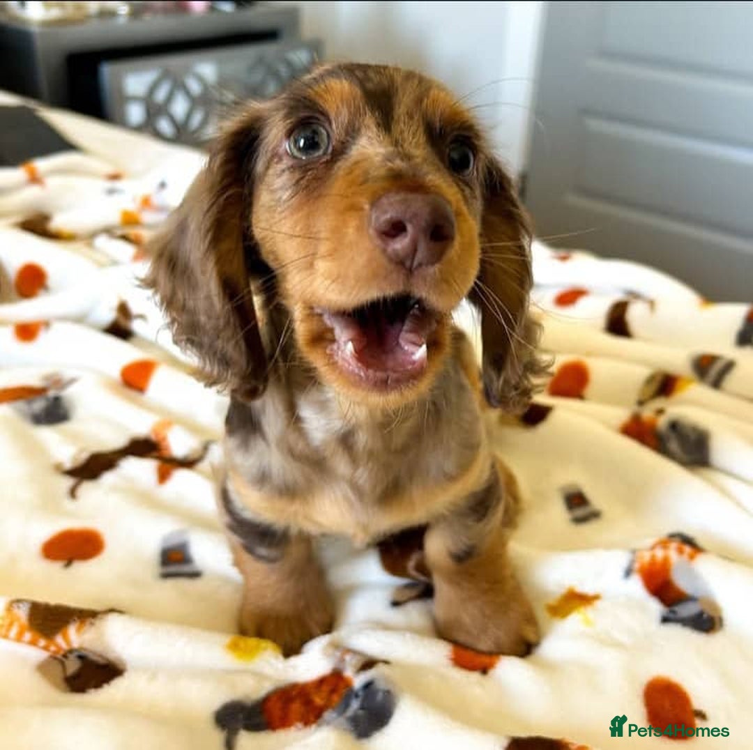 Miniature Dachshund dogs for sale: 🐾 Loving Miniature Dachshund Puppies 🐾 - Image 7