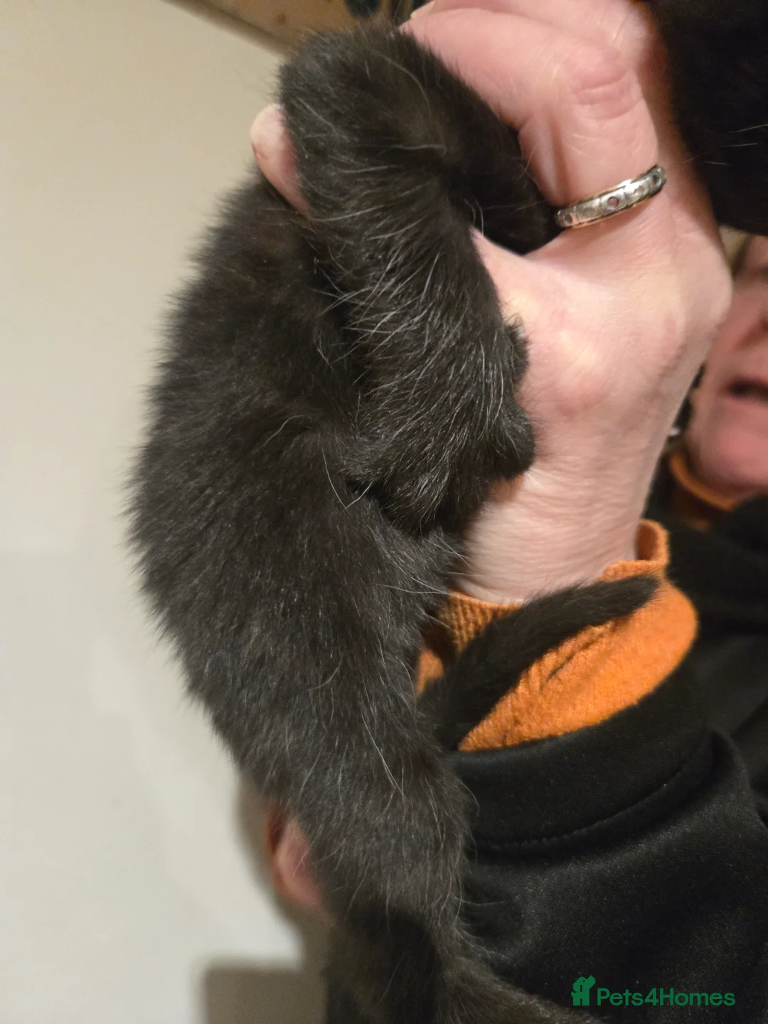 Mixed Breed cats for sale: Gorgeous black kittens house reared. - Advert 9