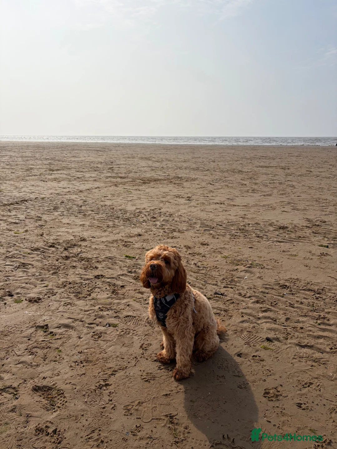 Cavapoo dogs for stud: Red Cavapoo Stud Dog  in Burnley - Advert 2