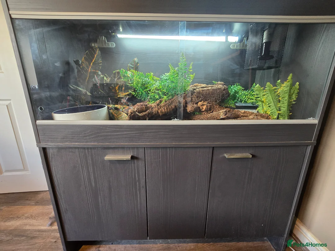 Python Snake reptiles for sale: Pastel Trojan het Clown Royal Python and setup  in Kendal - Advert 2