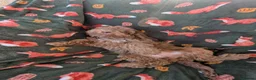 Cockapoo dogs for sale: 🌟 Superb chocolate sable cockapoo pups 🌟 in Maldon - Advert 6