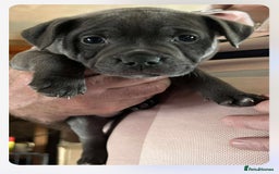 Staffordshire Bull Terrier dogs for sale: Blue Staffordshire Bull Terrier puppies - Image 6