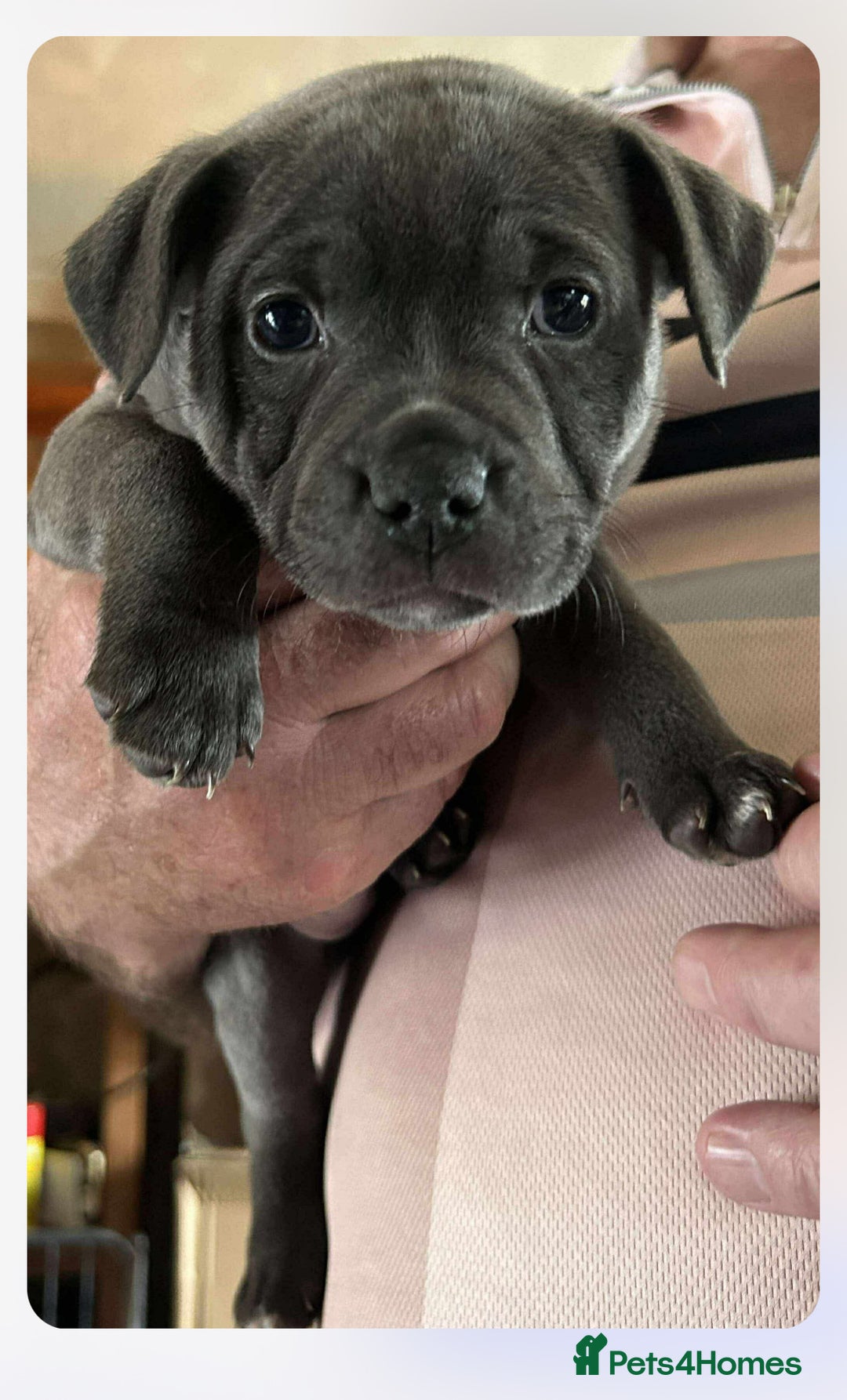 Staffordshire Bull Terrier dogs for sale: Blue Staffordshire Bull Terrier puppies - Image 6