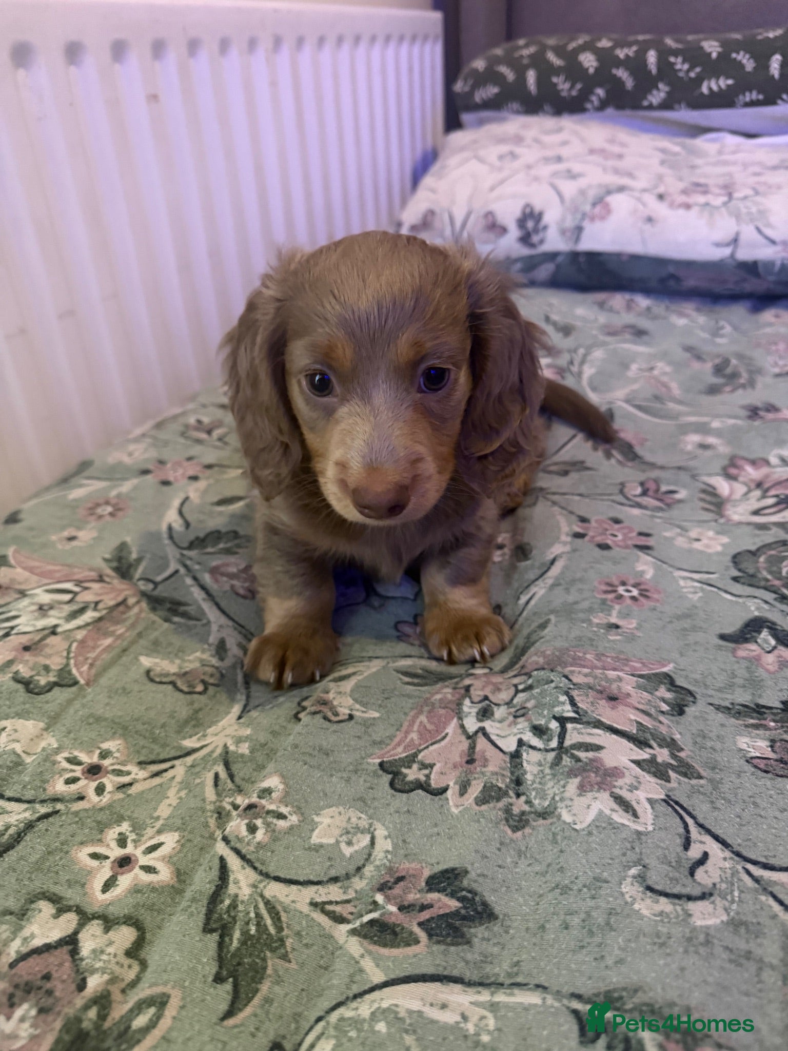 Miniature Dachshund dogs Isabella pup for sale 9 weeks old ready to leave!! - Advert 1