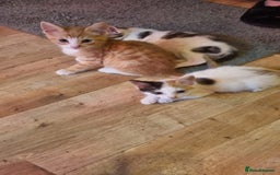 Mixed Breed cats for sale: Kittens for sale - Image 3