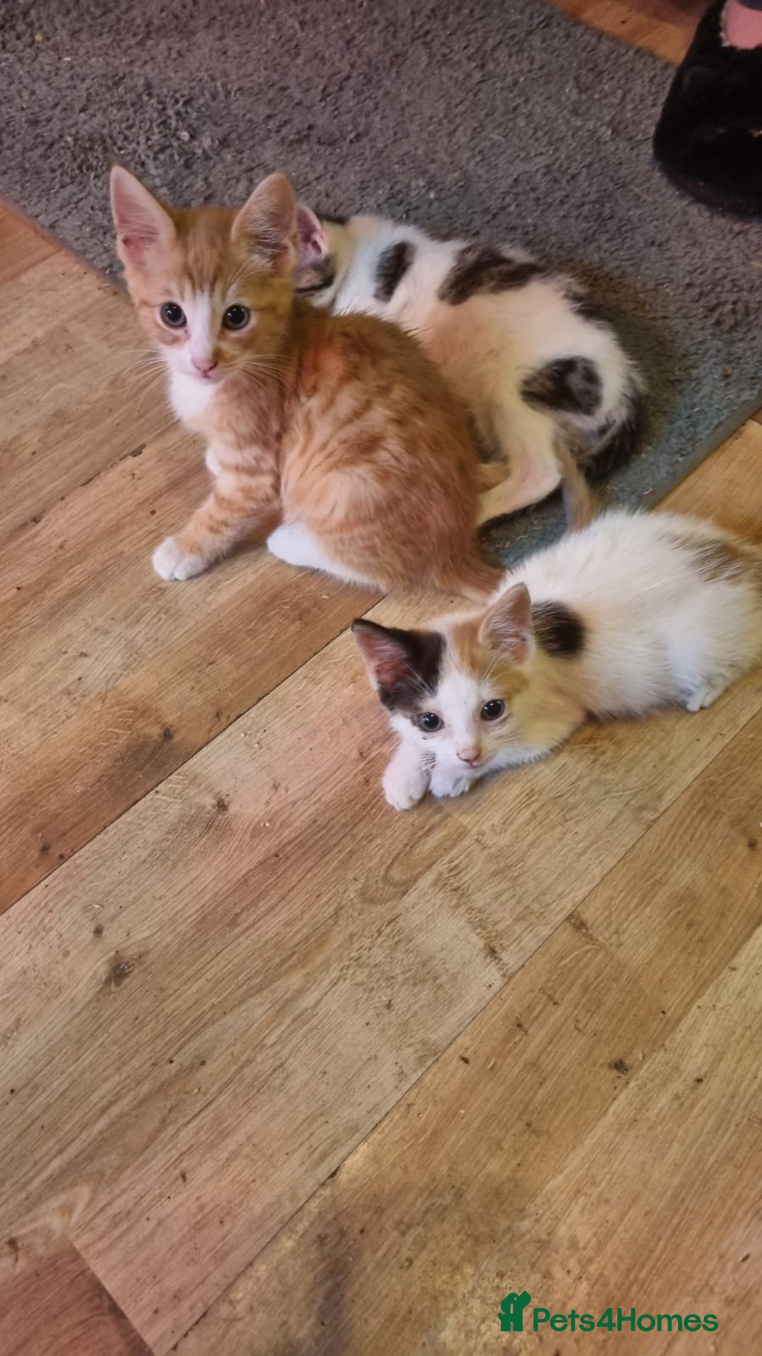 Mixed Breed cats for sale: Kittens for sale - Image 3