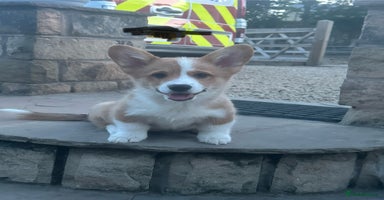 Welsh Corgi Pembroke dogs in Stalybridge - Advert 3