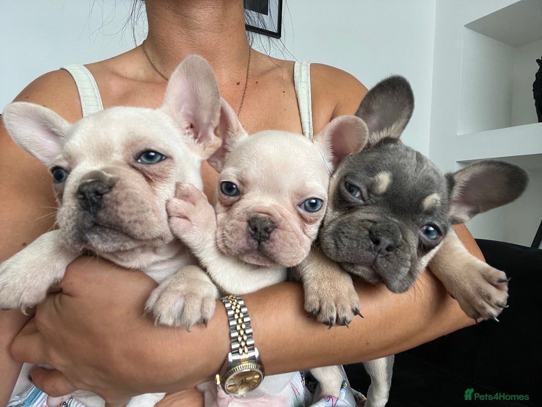 French Bulldog dogs for sale: French bulldogs READY NOW - Image 9