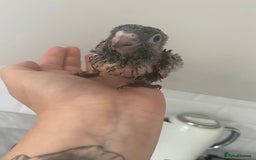 Mixed Breed birds for sale: Hand reared conures and avairy budgies  - Image 4