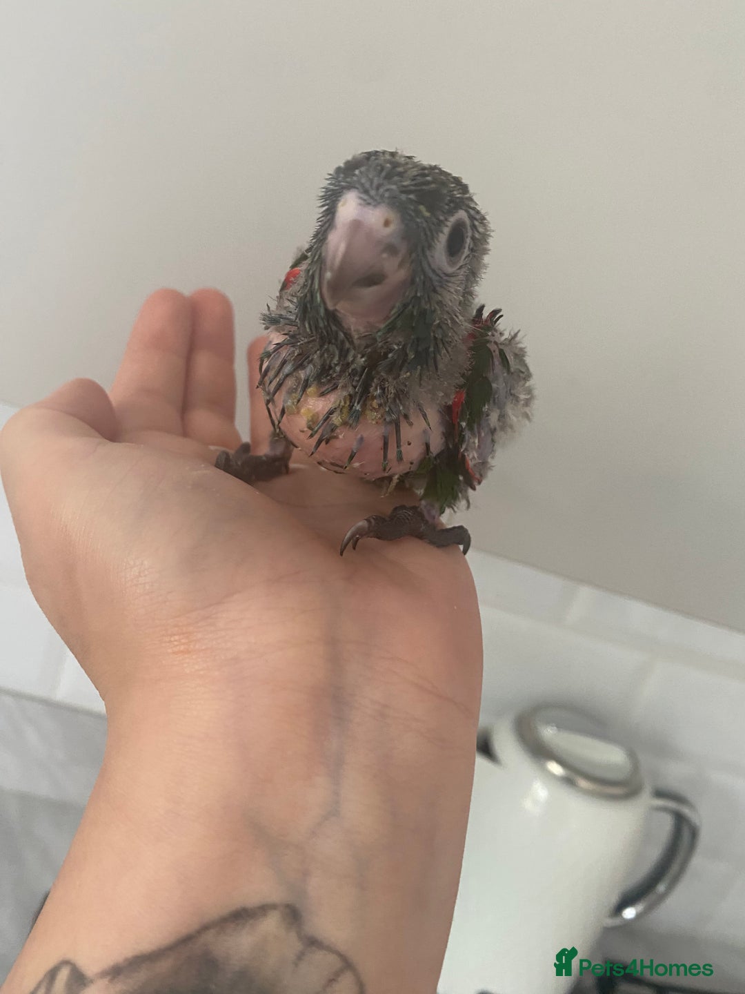 Mixed Breed birds for sale: Hand reared conures and avairy budgies  - Image 4