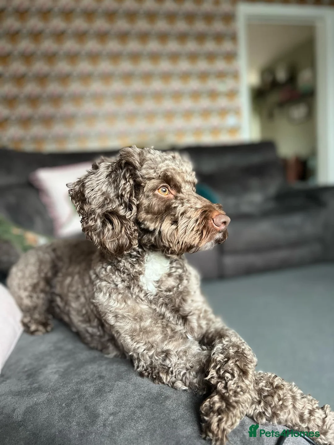 Cockapoo dogs for stud: PROVEN Chocolate brown cockapoo for stud in Boston - Advert 7