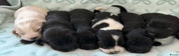 Cockerdor dogs for sale: Stunning show cocker spaniel cross Labrador puppys - Advert 2