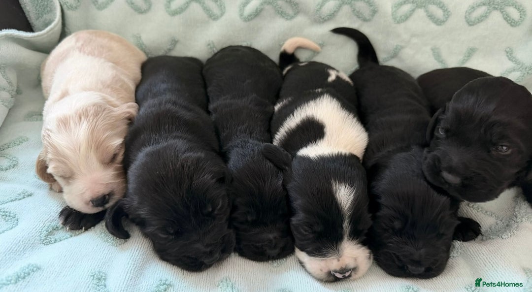 Cockerdor dogs for sale: Stunning show cocker spaniel cross Labrador puppys - Advert 2
