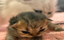 Persian cats for sale: Persian chinchilla kittens  - Image 7