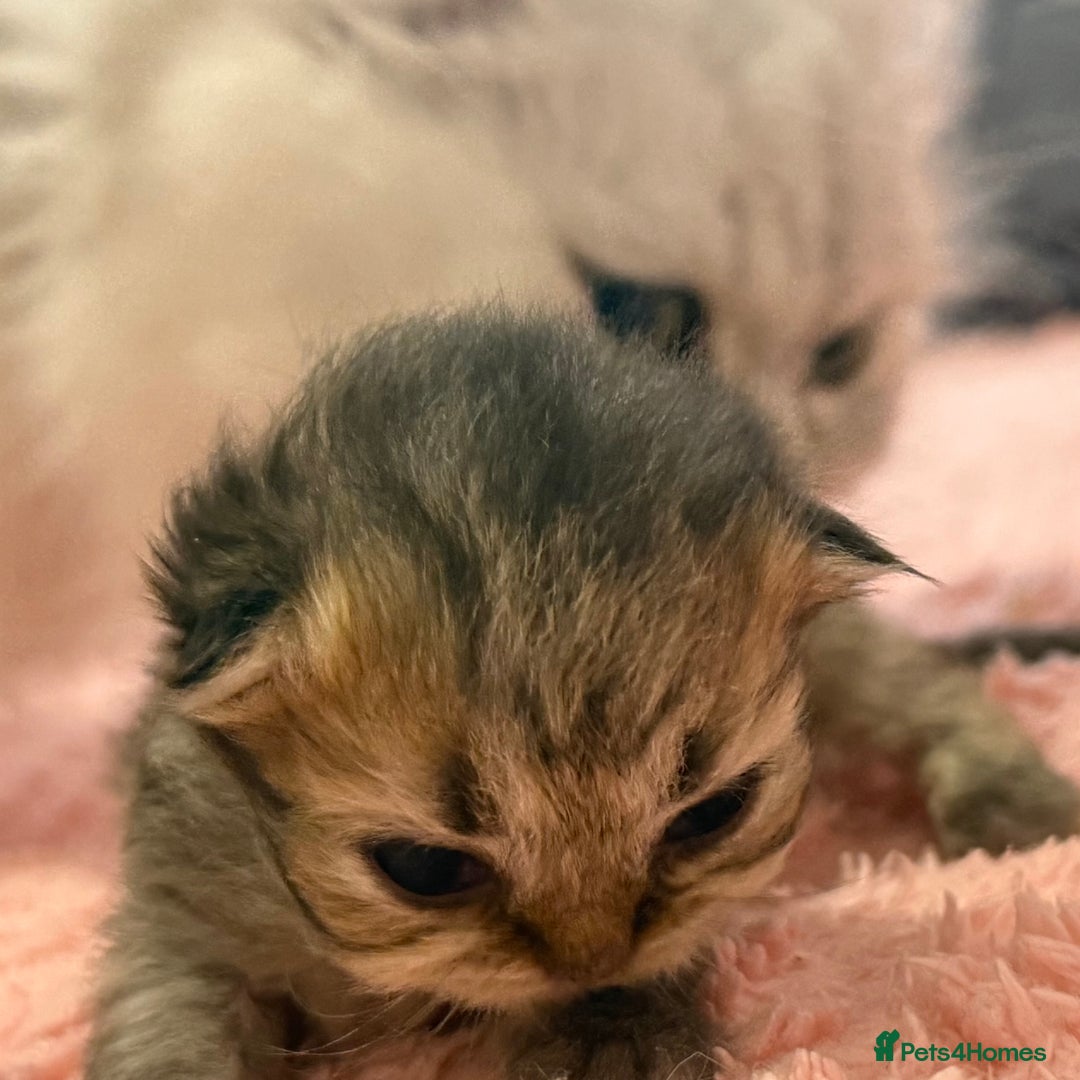 Persian cats for sale: Persian chinchilla kittens  - Image 7